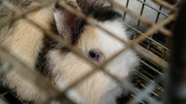 100% actie - Noodoproep, hulp gevraagd voor vele zieke konijnen-knaagdieren Vac3310