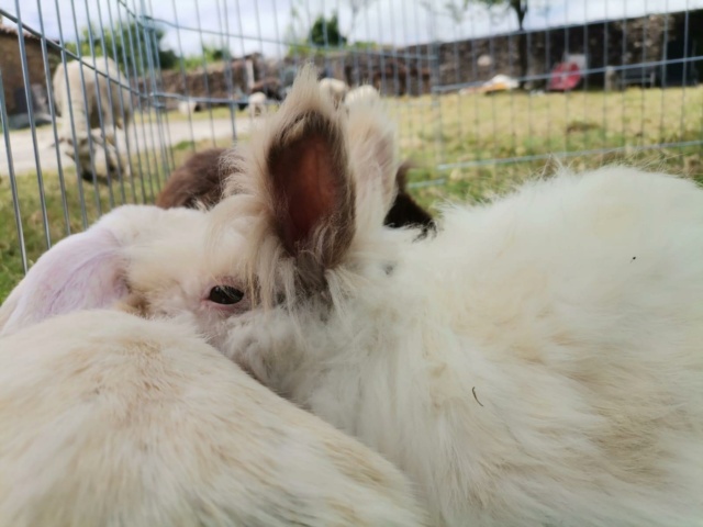 100% actie - Noodoproep, hulp gevraagd voor vele zieke konijnen-knaagdieren Vac3710