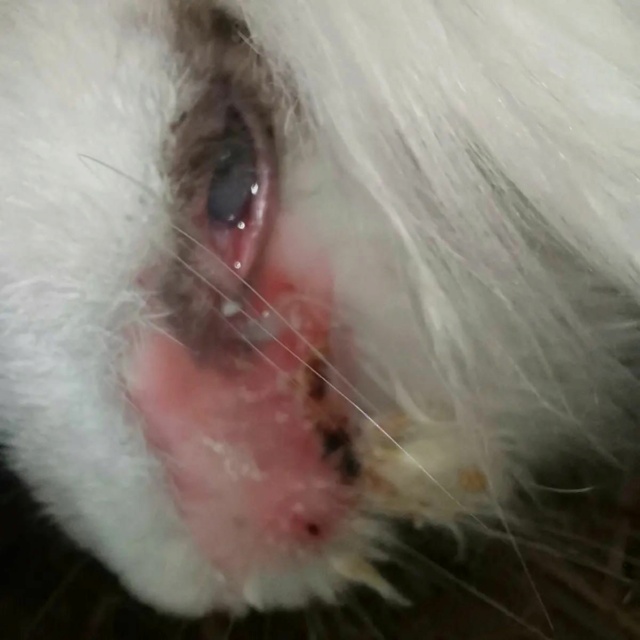 100% actie - Noodoproep, hulp gevraagd voor vele zieke konijnen-knaagdieren Vac410