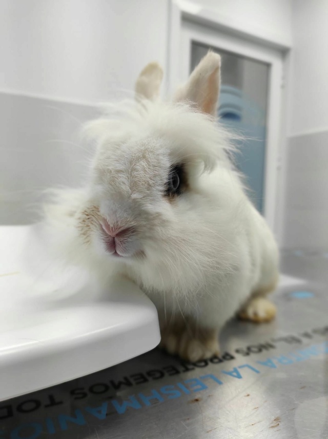 100% actie - Noodoproep, hulp gevraagd voor vele zieke konijnen-knaagdieren Vac810