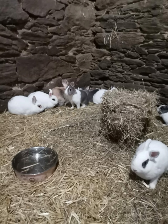 100% actie - Noodoproep, hulp gevraagd voor vele zieke konijnen-knaagdieren Vomh6610