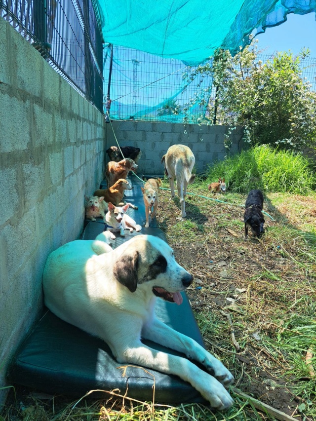 Schaduw voor de honden Zonaur29