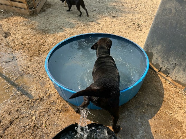 Zwembadjes voor de honden in de perrera Athisa Zwemba12