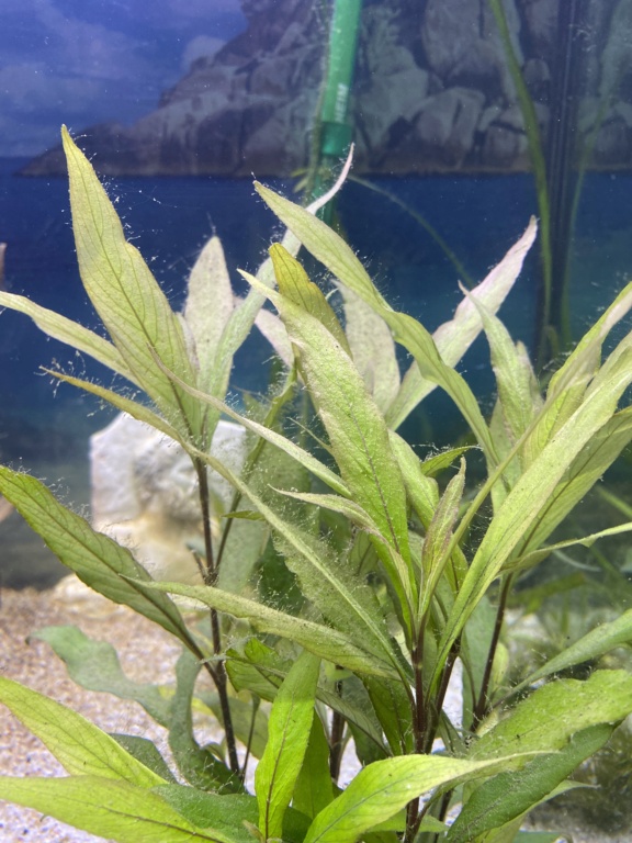 Algues disgracieuses sur mes plantes 0d760a10