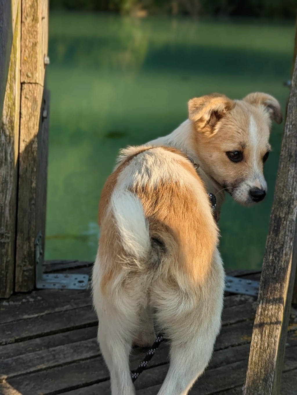 SHIZA (ex SHIZAKA) - chiot femelle, de taille moyenne à l'âge adulte - née environ en février 2023 - Au refuge chez Gina à Tergu Neamt (Roumanie) - Adoptée par Romane et Guillaume (80) 810