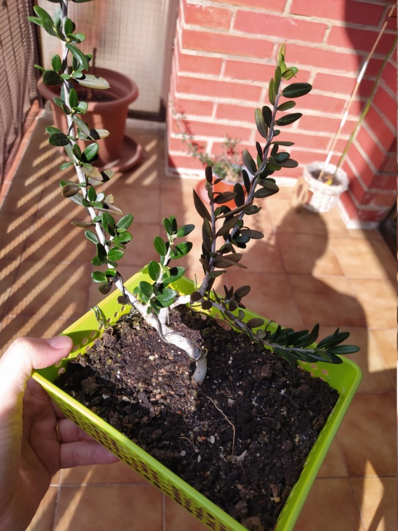 olivo - Problema en hojas olivo Img_2012