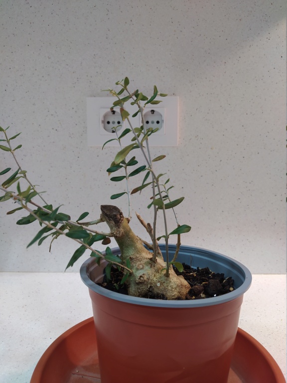 Cara anterior de bonsai olivo Img_2014
