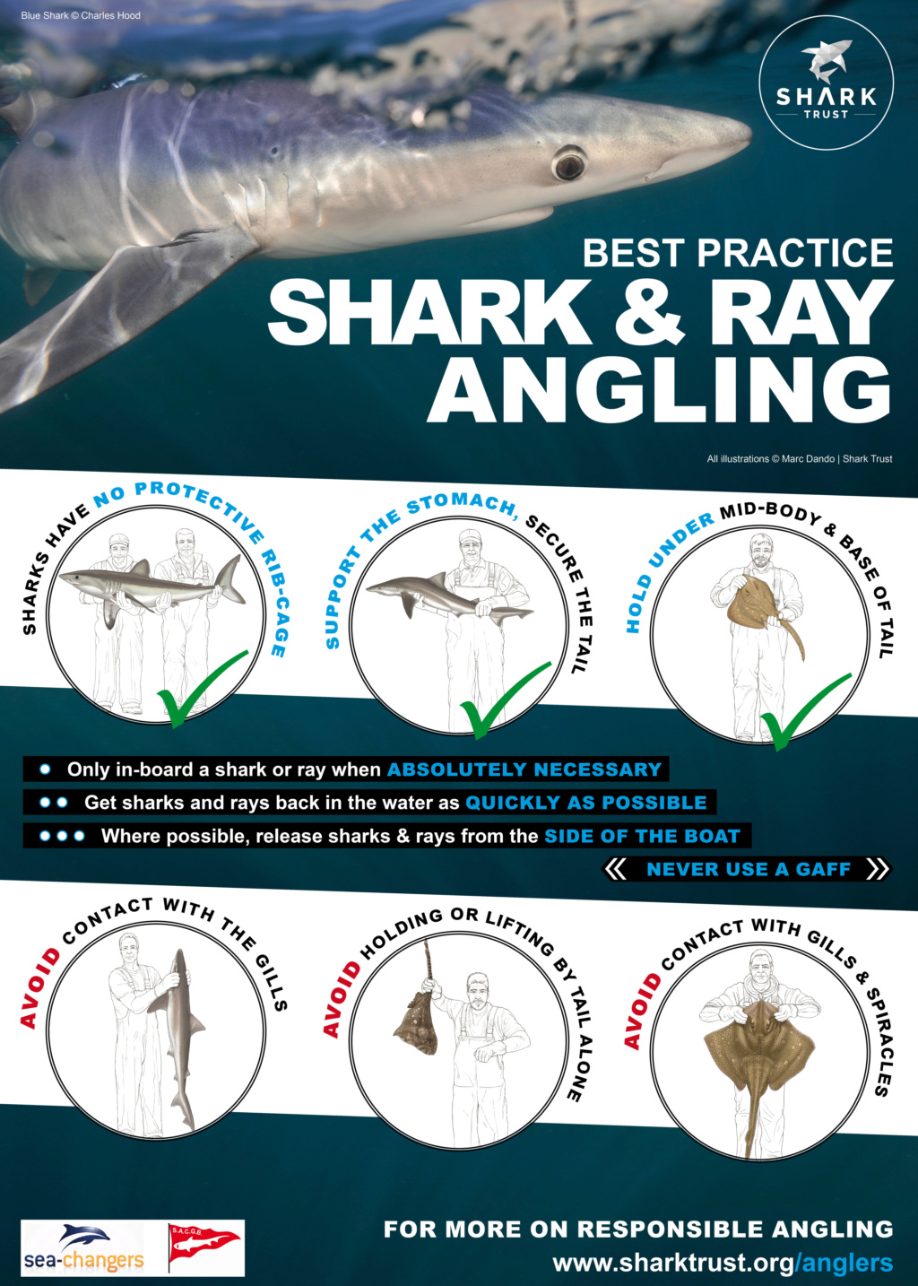 Shark & Ray Best Practice Sharkt10