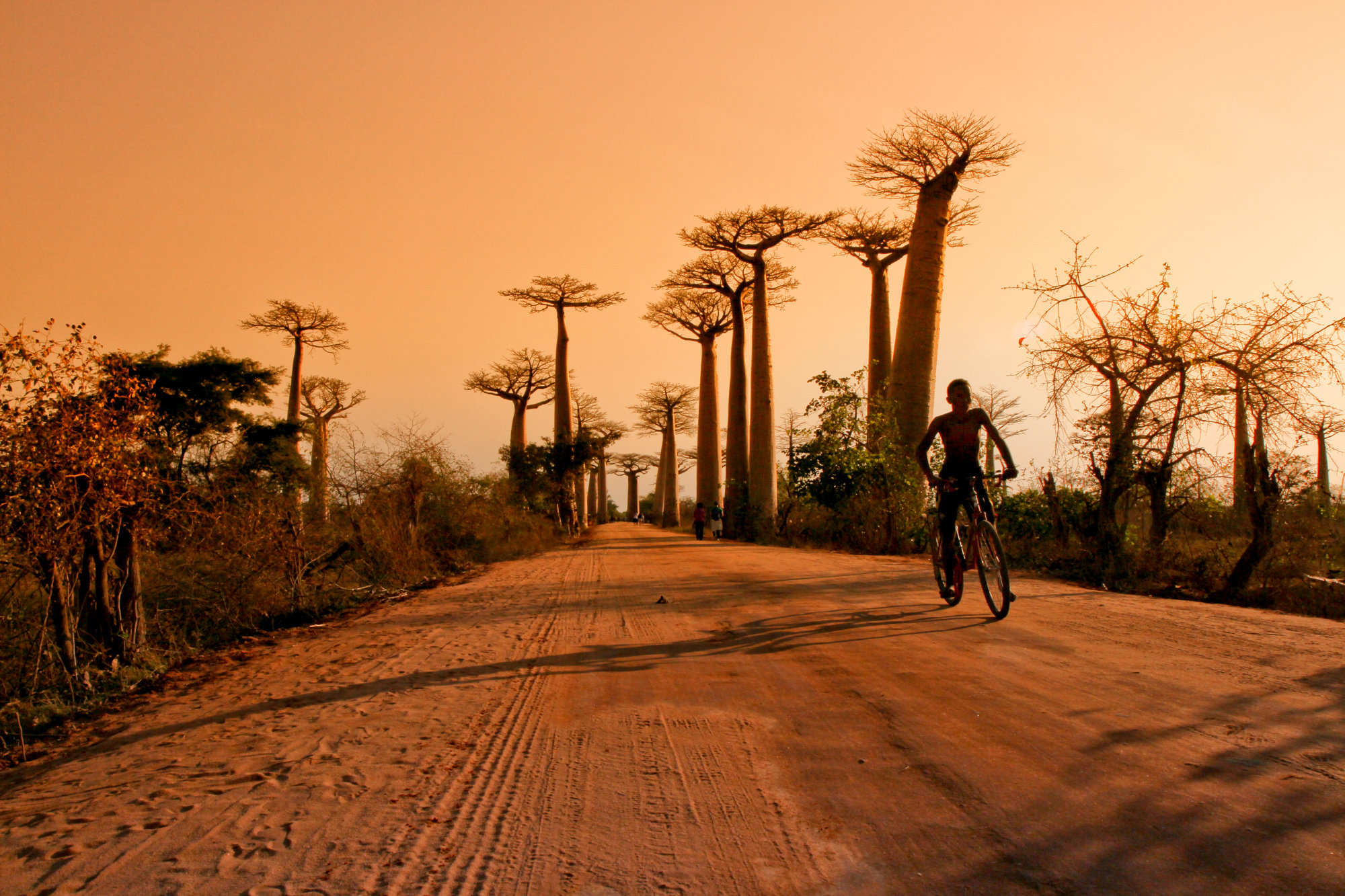 Tempête de sable au pays des baobabs Img_0428