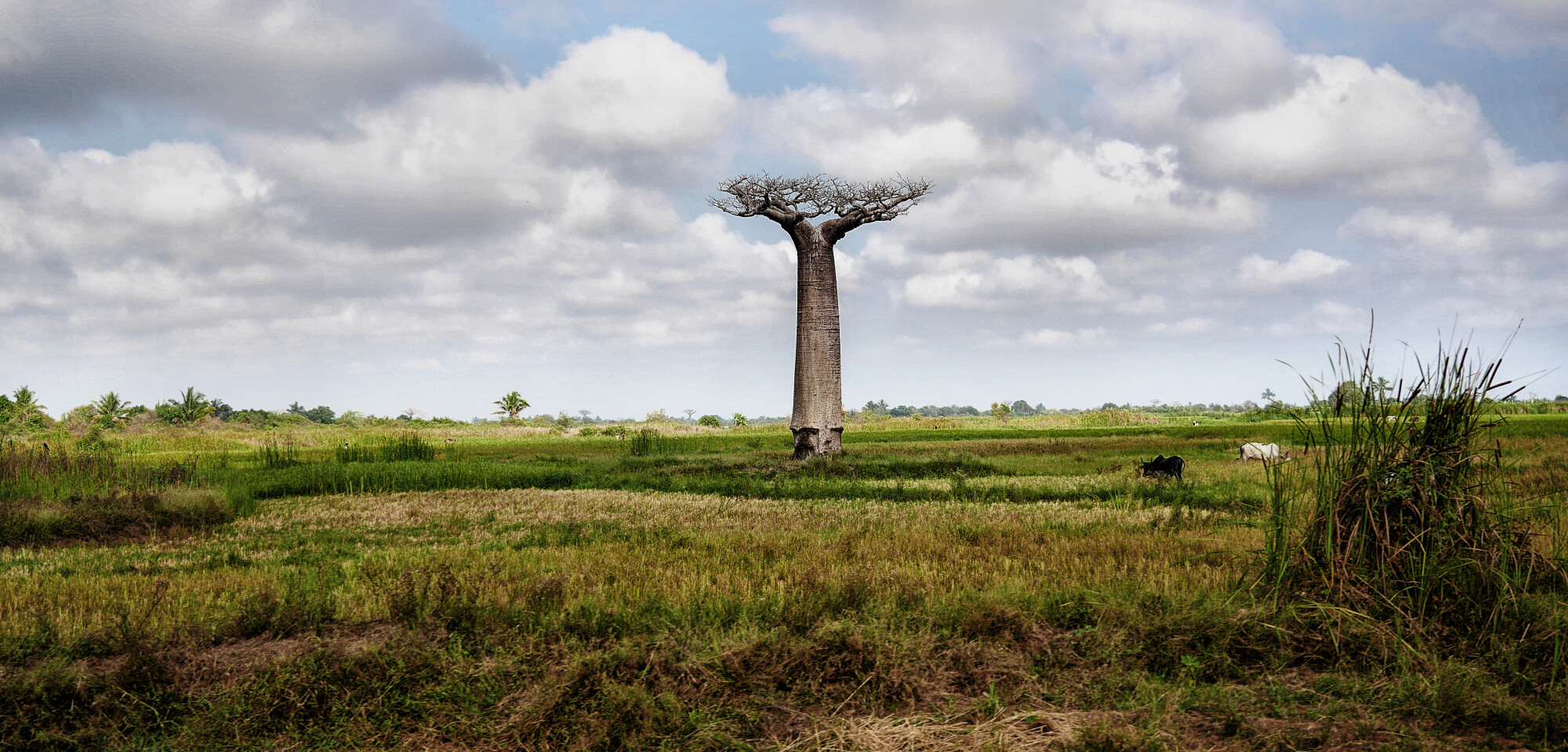 [Paysages] ☞ Pour sauver un arbre mangez un castor! (+V2 V3) P1040014