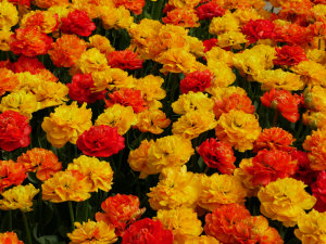[Flore] ☞ Quand tu as une photo de fleurs loupée... P1230121
