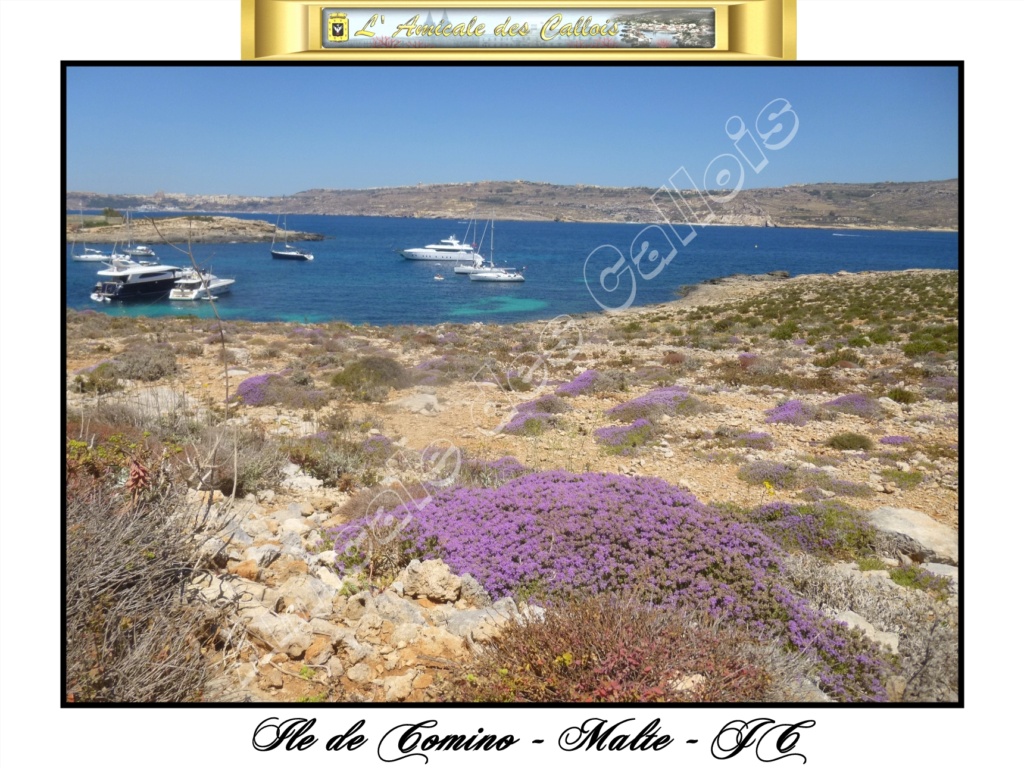 Ile de Comino Comino13