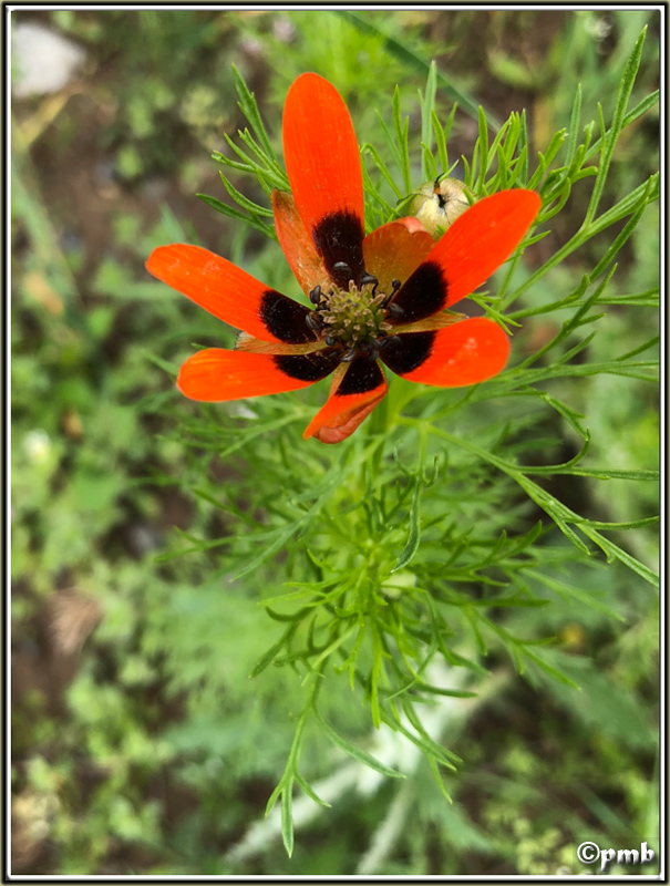 Cahier de terrain : fin de printemps en Provence 2018-021