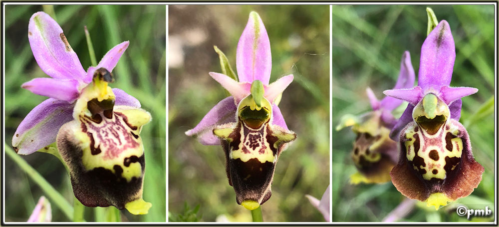 Cahier de terrain : fin de printemps en Provence 2018-024