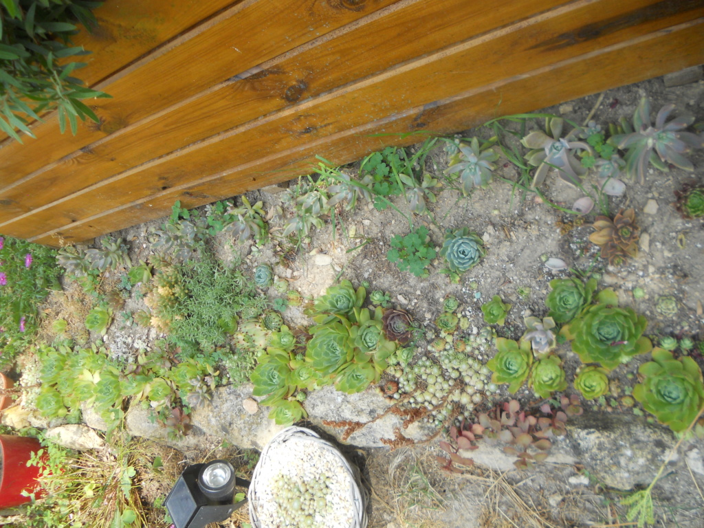 petit muret plantes de rocaille Dscn1223