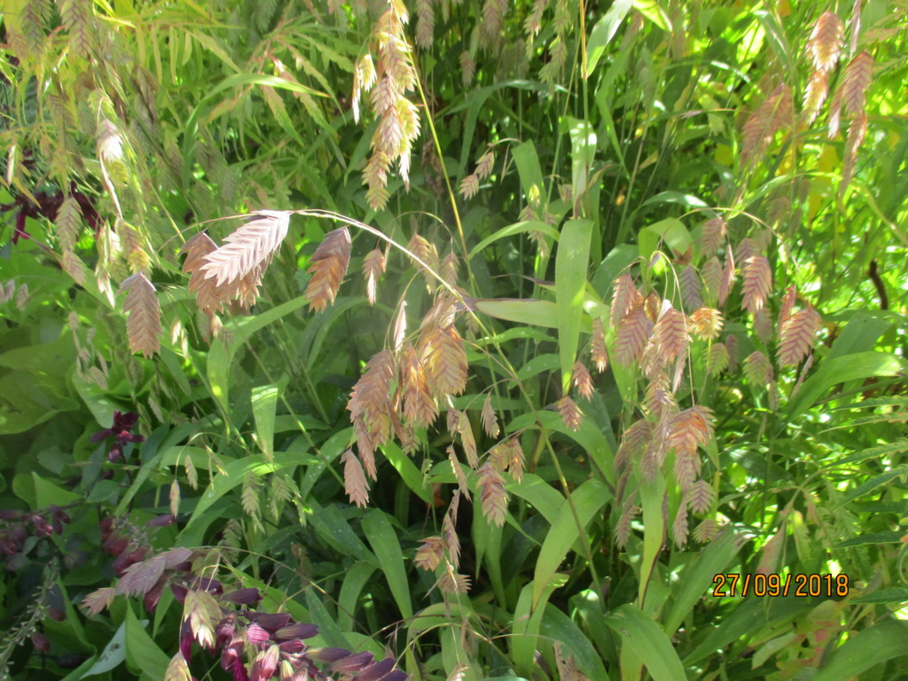 chasmanthium latifolium Img_0022