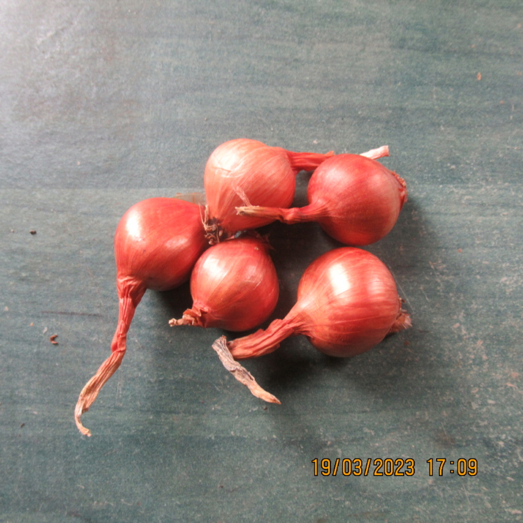 Oignon patate  Img_0137