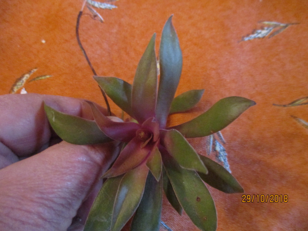 Je ne connais pas son nom : crassula rosularis Img_0421