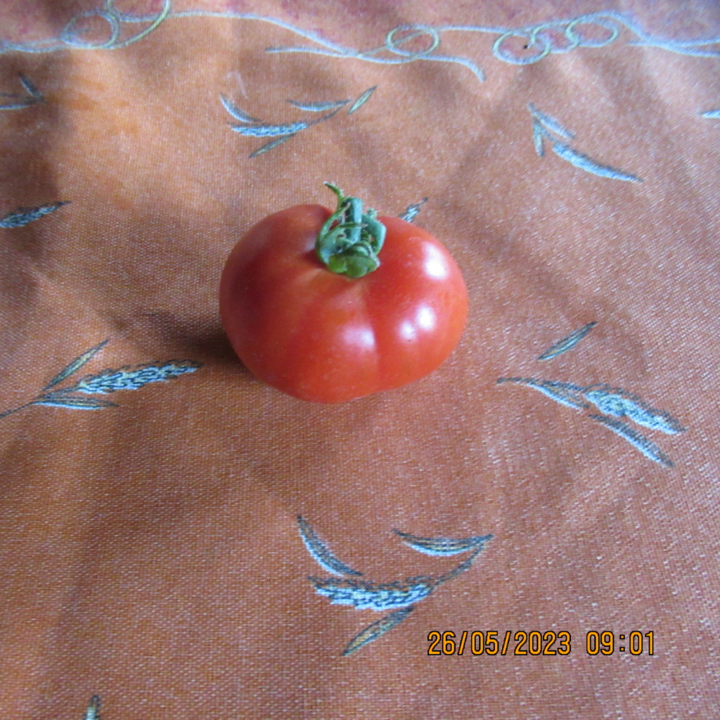Tomates 2019 à 2023 - Page 9 Img_0433