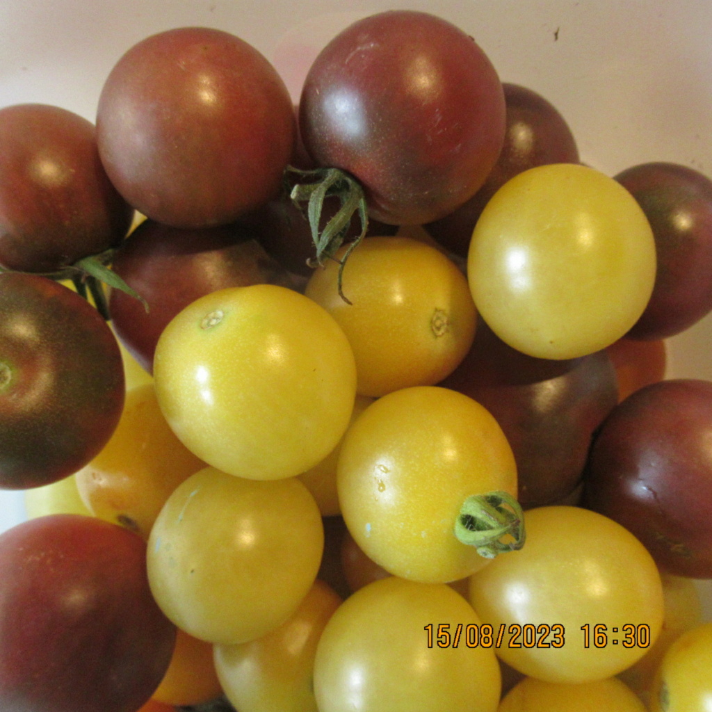 Tomates 2019 à 2023 - Page 15 Img_0845