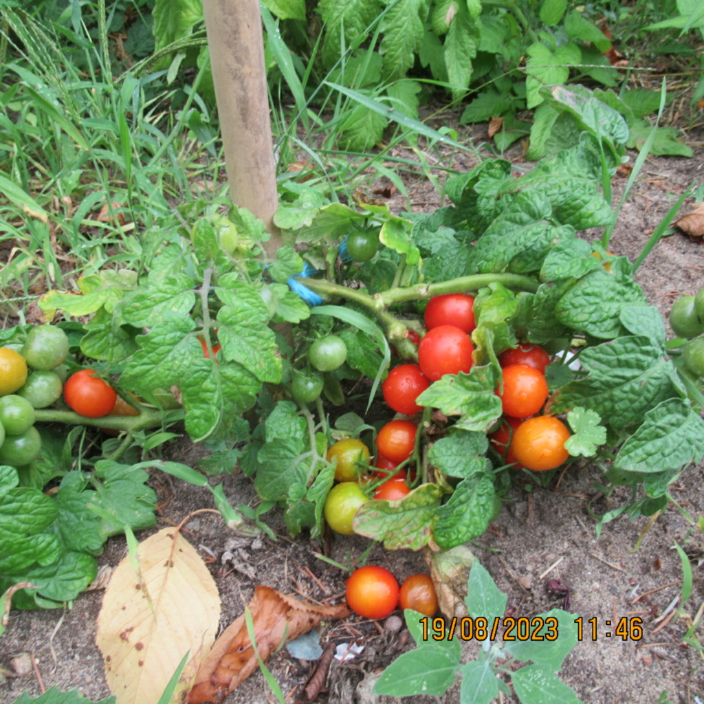 Tomate Birdie Rouge Img_0863