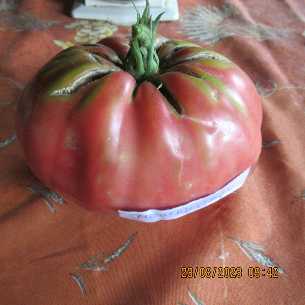 Tomates 2019 à 2023 - Page 17 Img_0950