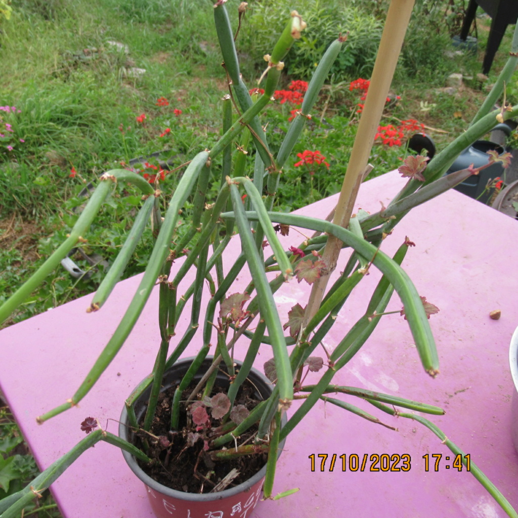 Pelargonium tetragonum Img_1252