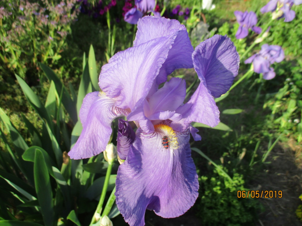Floraison d'iris de 2017 ....... à 2022 - Page 13 Img_1528