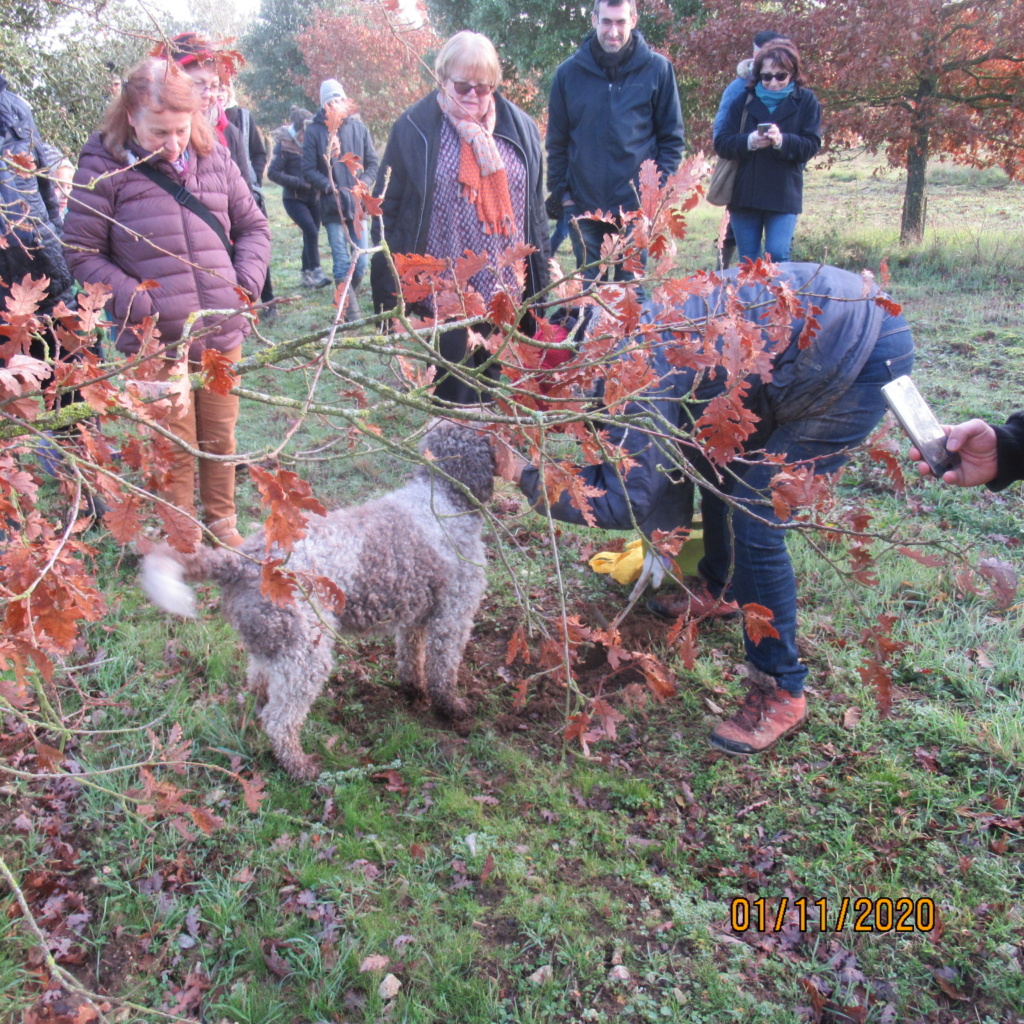 Séance de cavage dans une truffière dans la région de Loudun (86) Img_3016