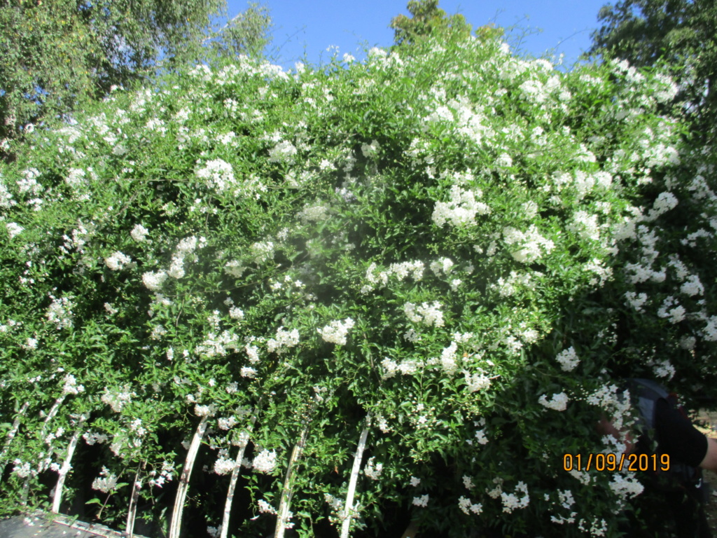 solanum jasminoides Img_3217