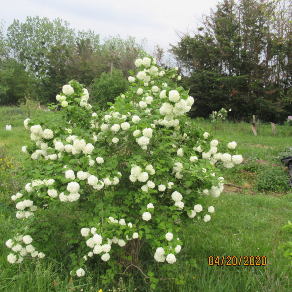 Viburnum opulus, Viorne obier, Boule de neige - Page 5 Img_3550