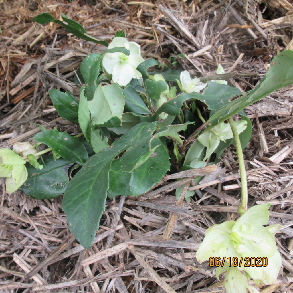 Helleborus niger ou Rose de noel ou Hellebore - Page 39 Img_4126