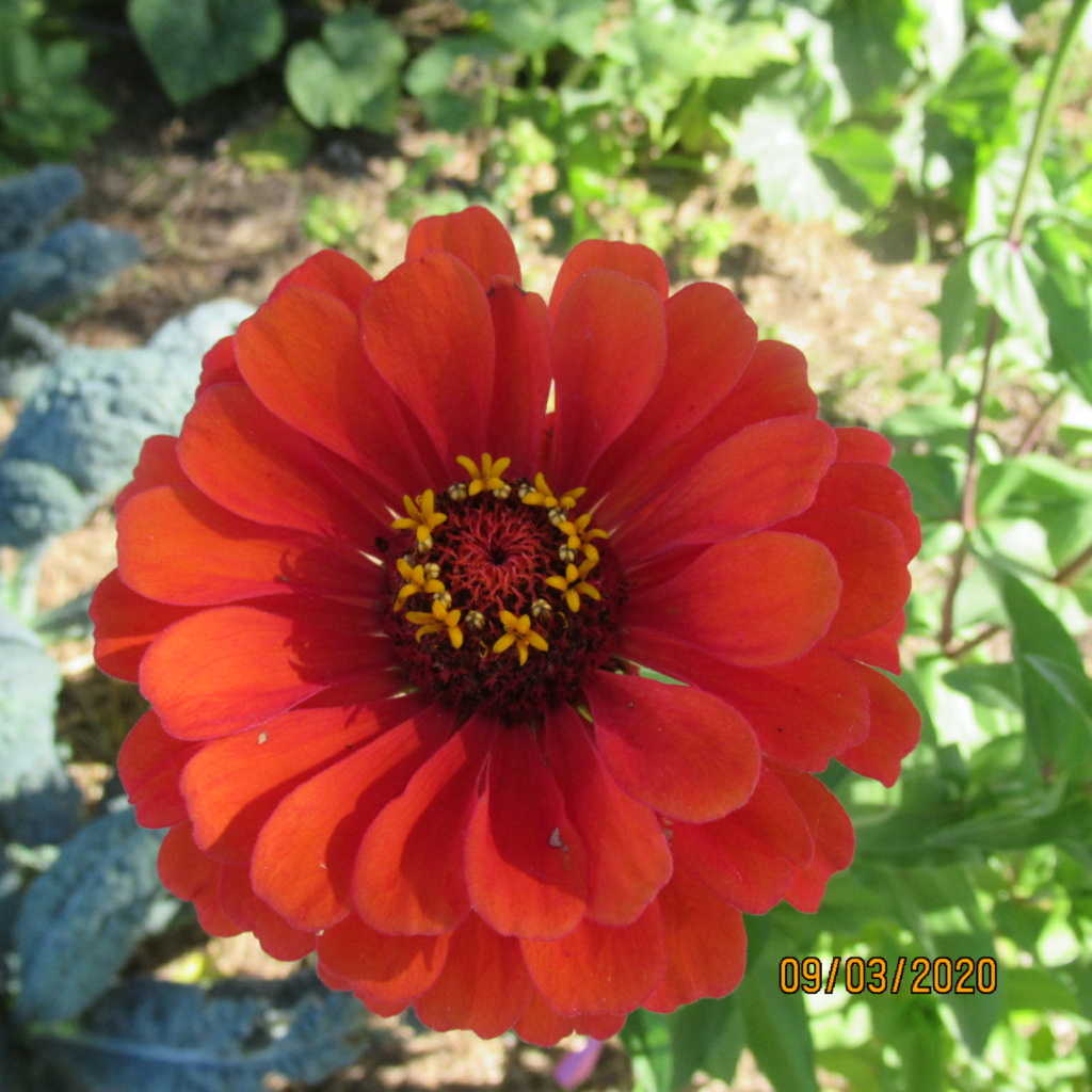 Zinnia - Page 4 Img_4814