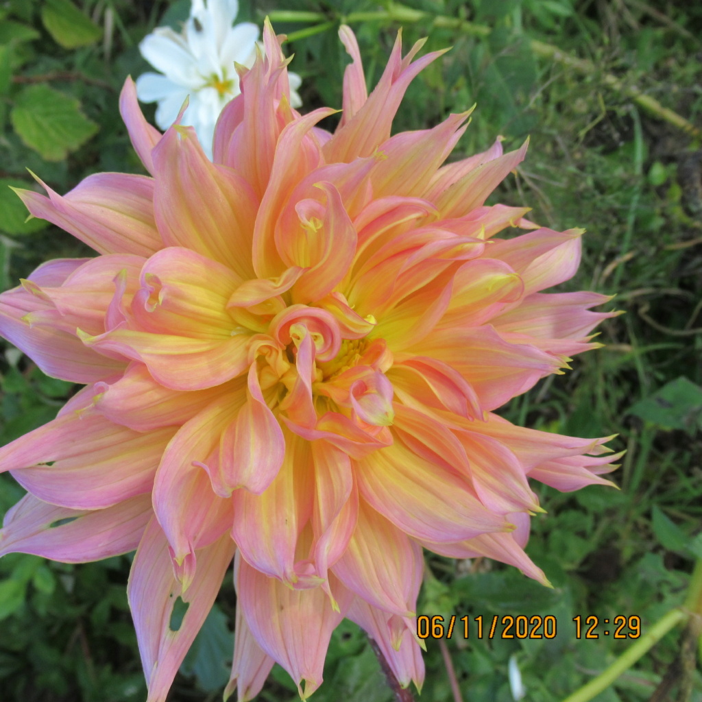  Dahlia - Page 11 Img_5246