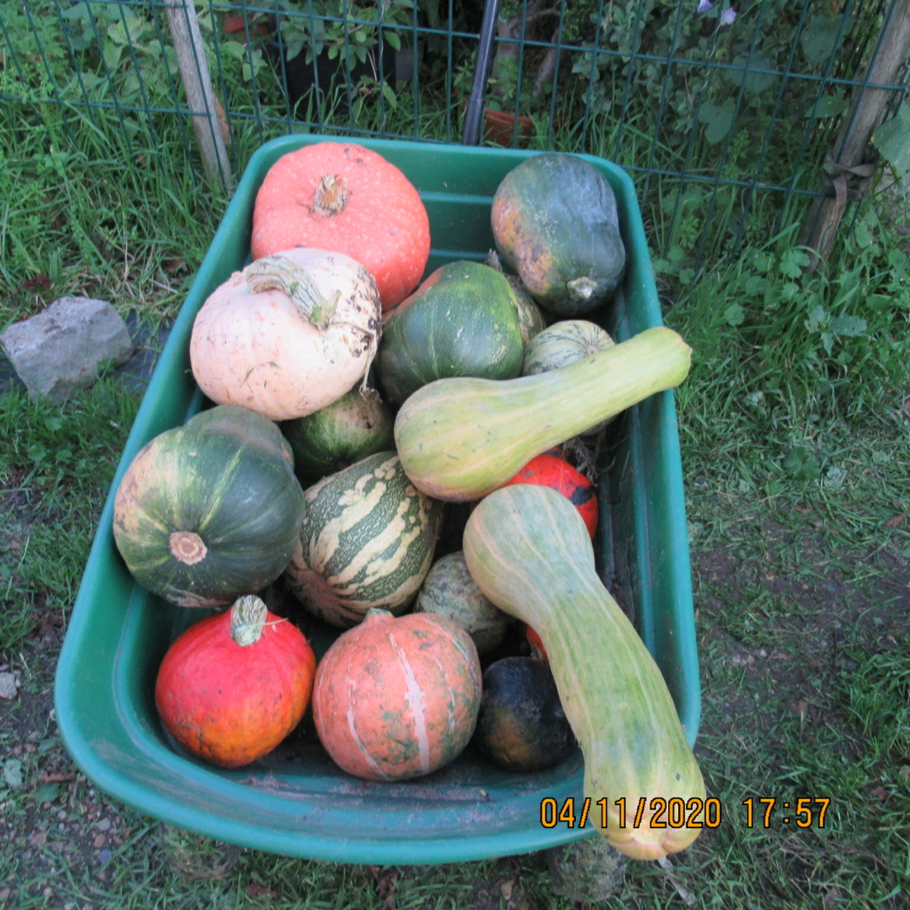 Les courges - Page 3 Img_5251