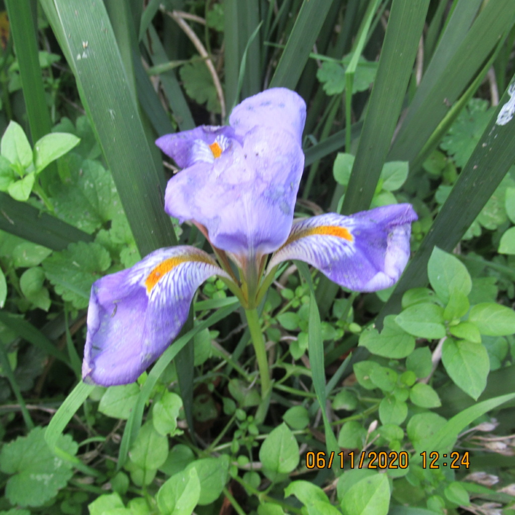 Iris unguicularis ou Iris d'Alger - Page 6 Img_5254