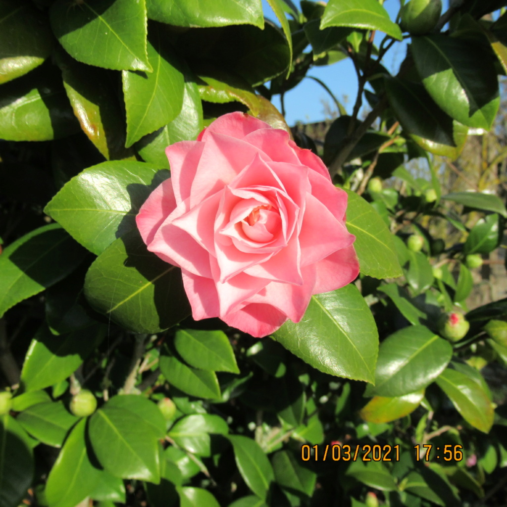 LE CAMELIA - Page 28 Img_5536