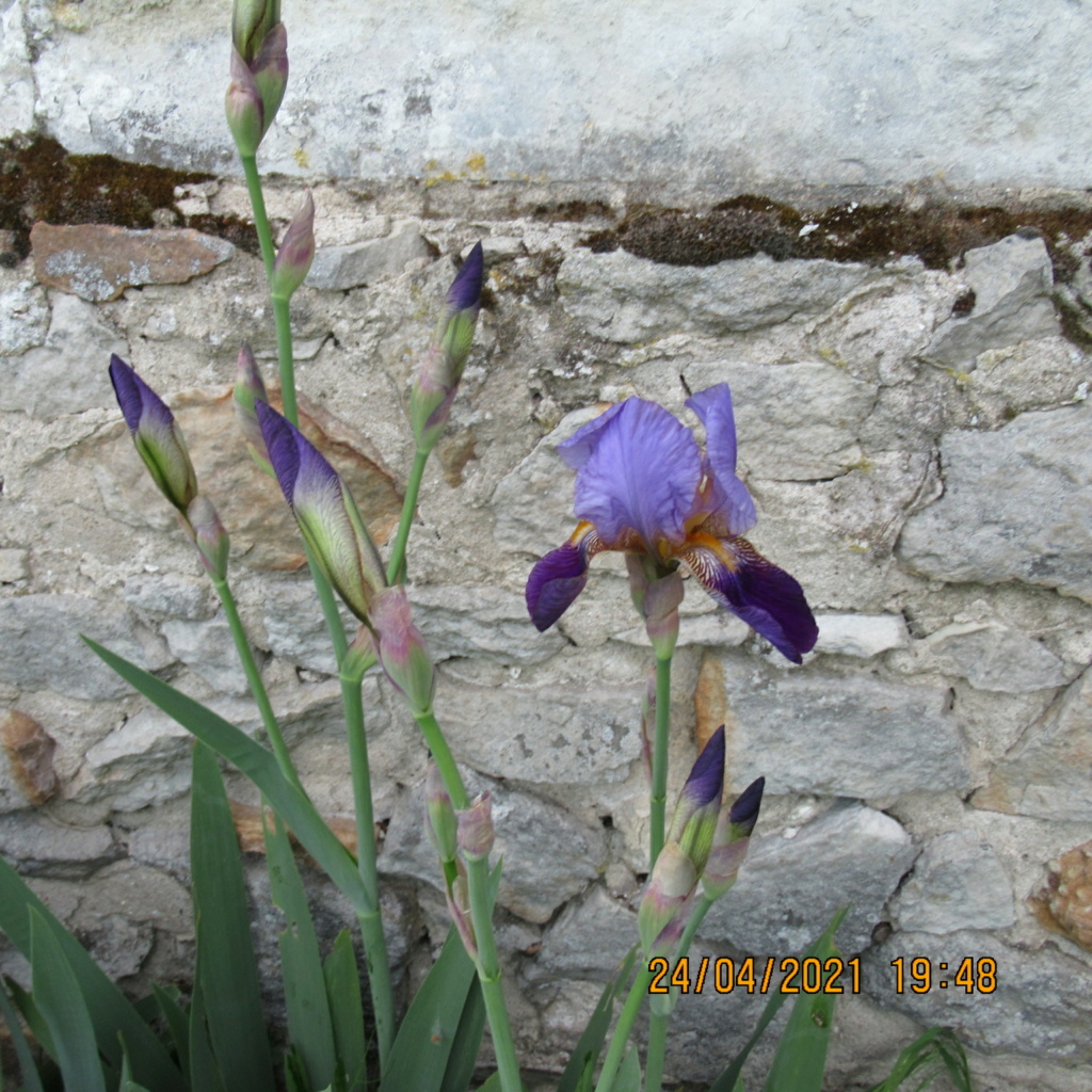 Floraison d'iris de 2017 ....... à 2021 - Page 20 Img_5737