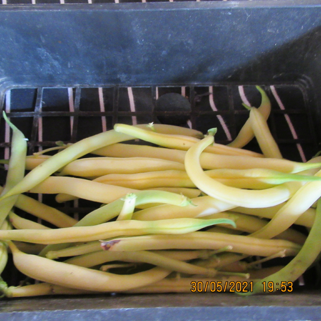 haricot vert - Page 18 Img_6040