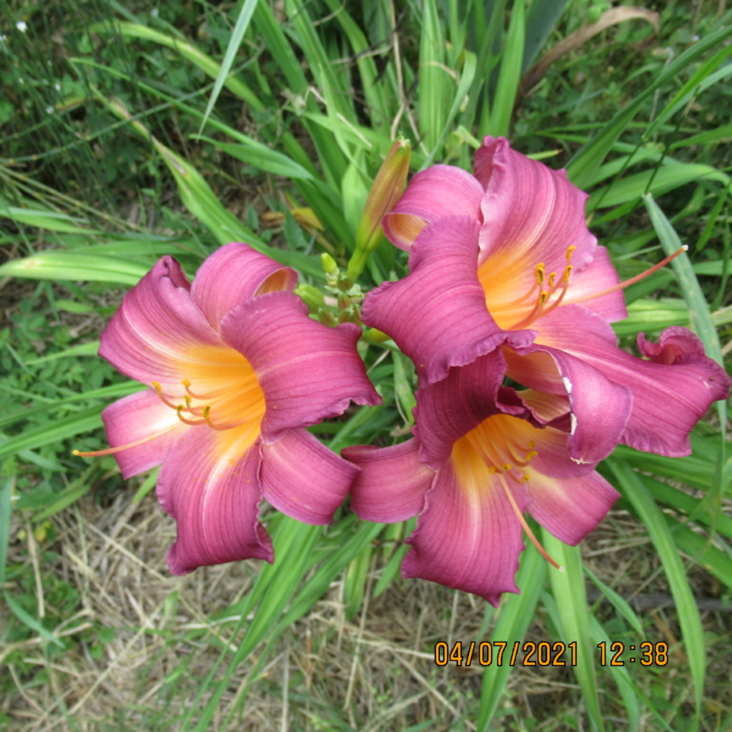 Hemerocalle,Hemerocallis - Page 3 Img_6321