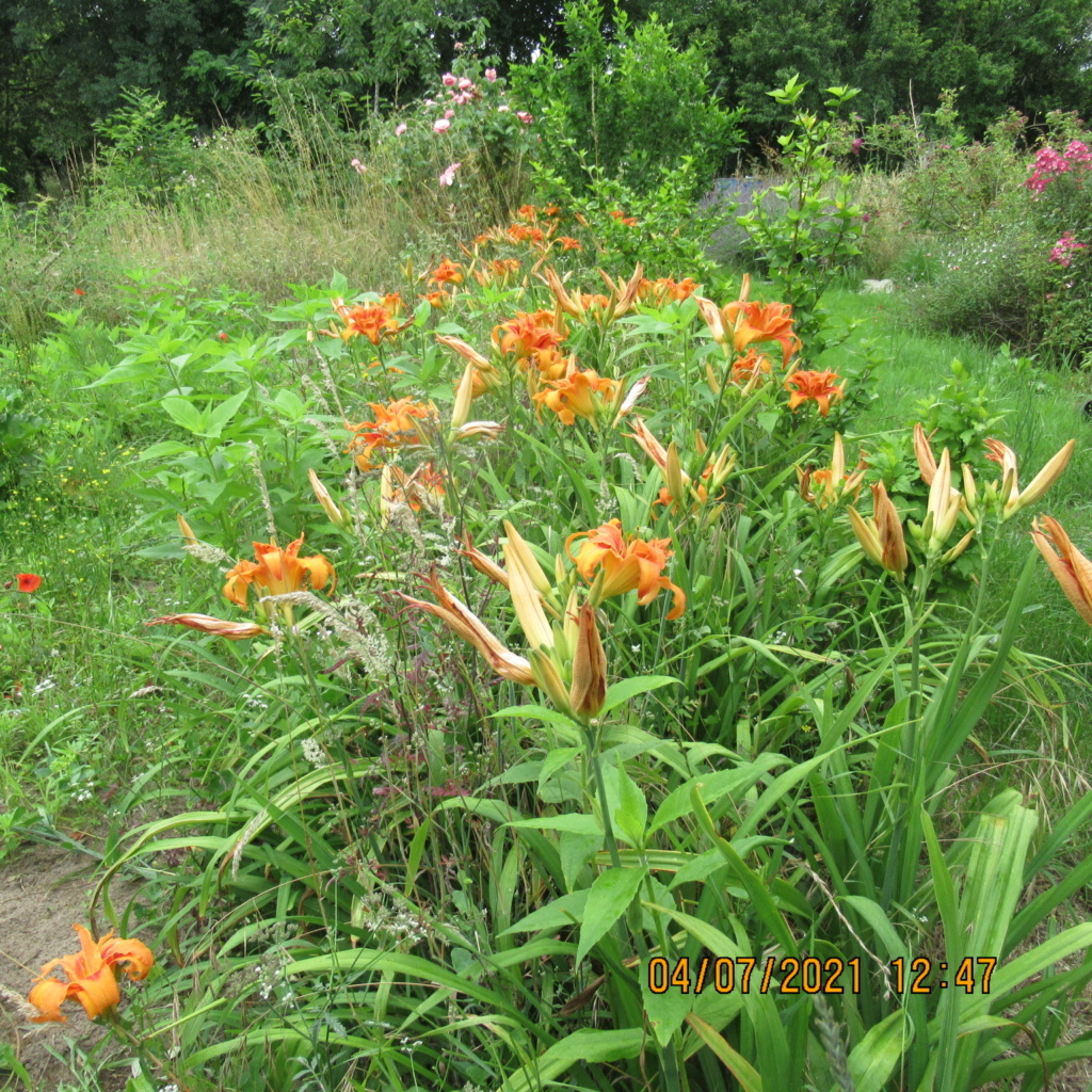 Hemerocalle,Hemerocallis - Page 3 Img_6417