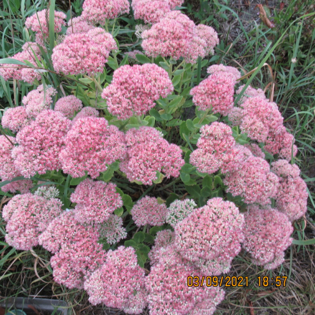 Sedum spectabile, Hylotelephium spectabile - Page 7 Img_7024