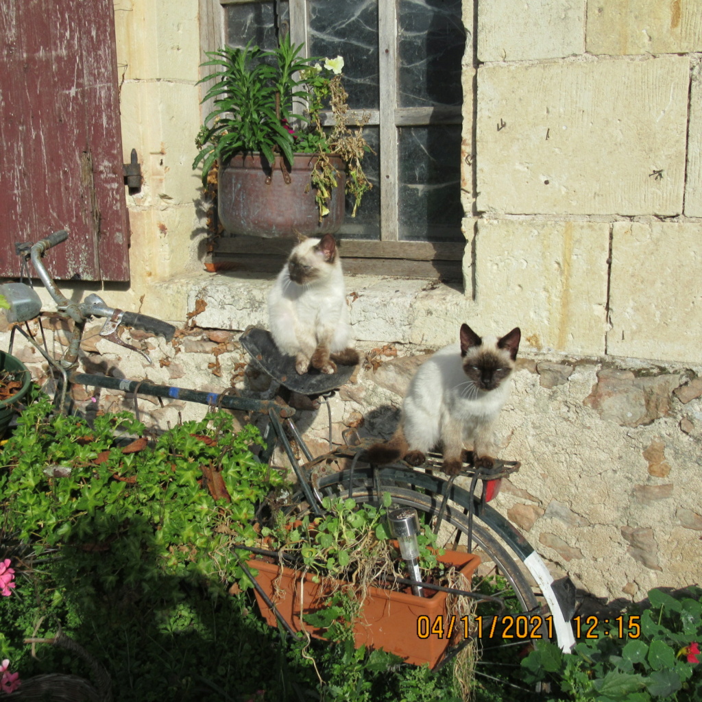 pour les amoureux des chats - Page 15 Img_7320