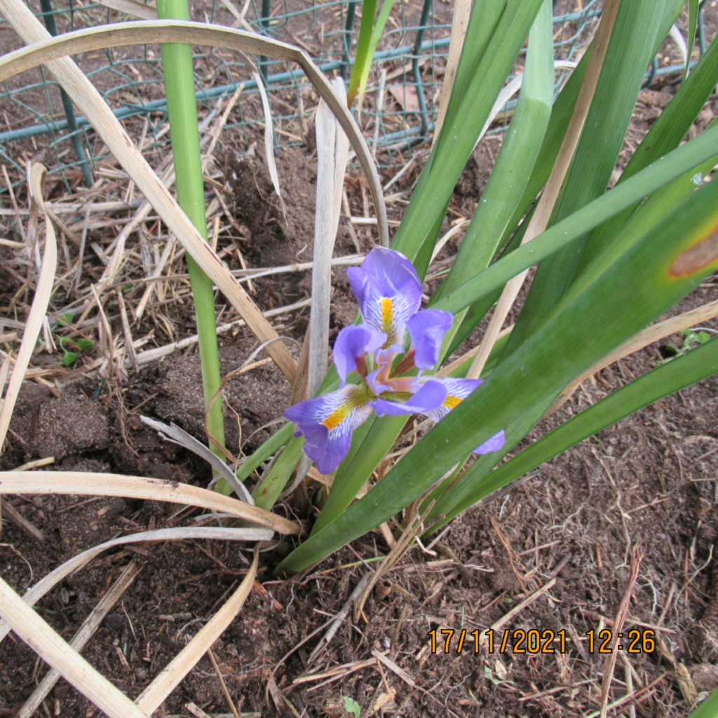 Iris unguicularis ou Iris d'Alger - Page 7 Img_7324