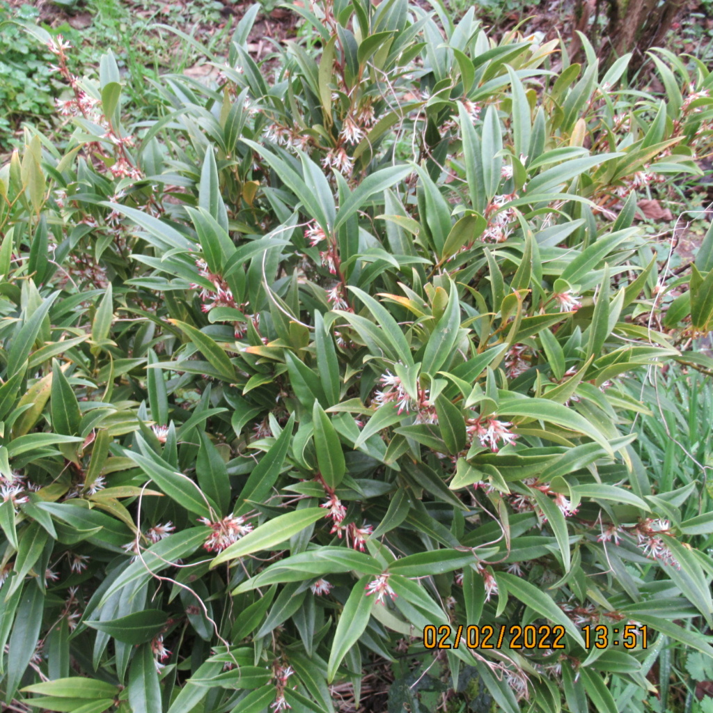 Le sarcococca - Page 5 Img_7524