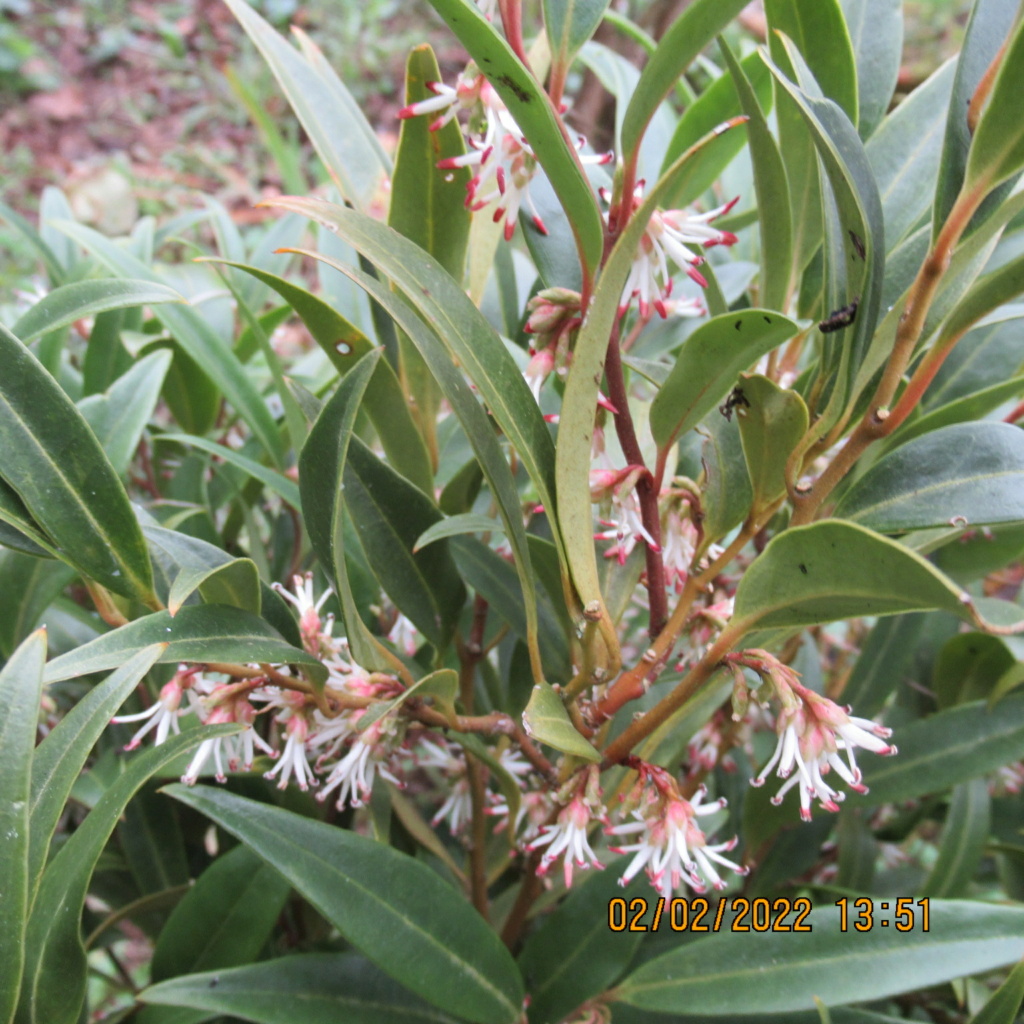 Le sarcococca - Page 6 Img_7525