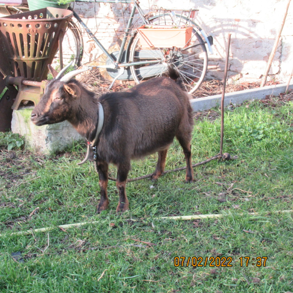 LES COMPAGNONS DE DADIEL - Page 33 Img_7553