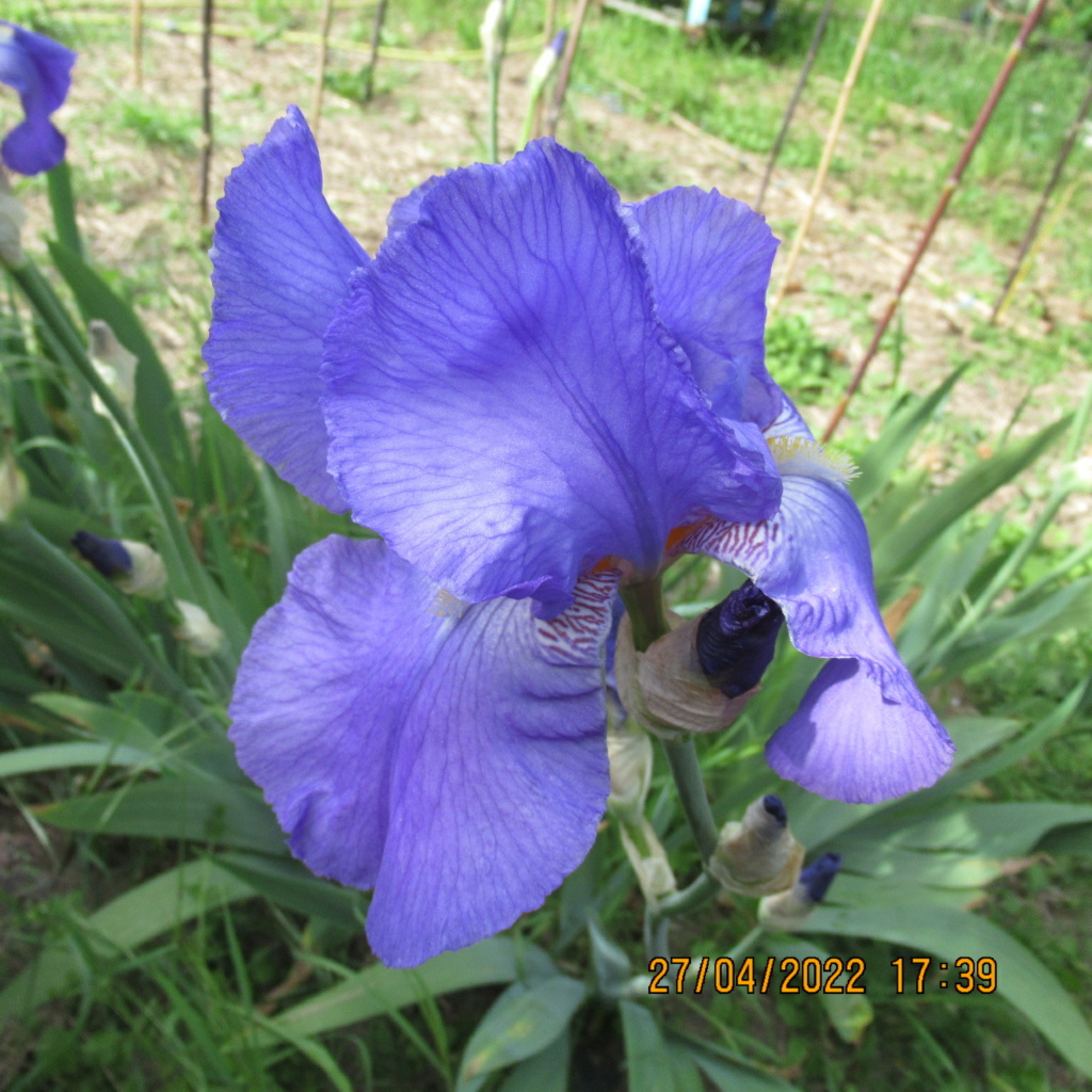 Floraison d'iris de 2017 ....... à 2022 - Page 3 Img_8121