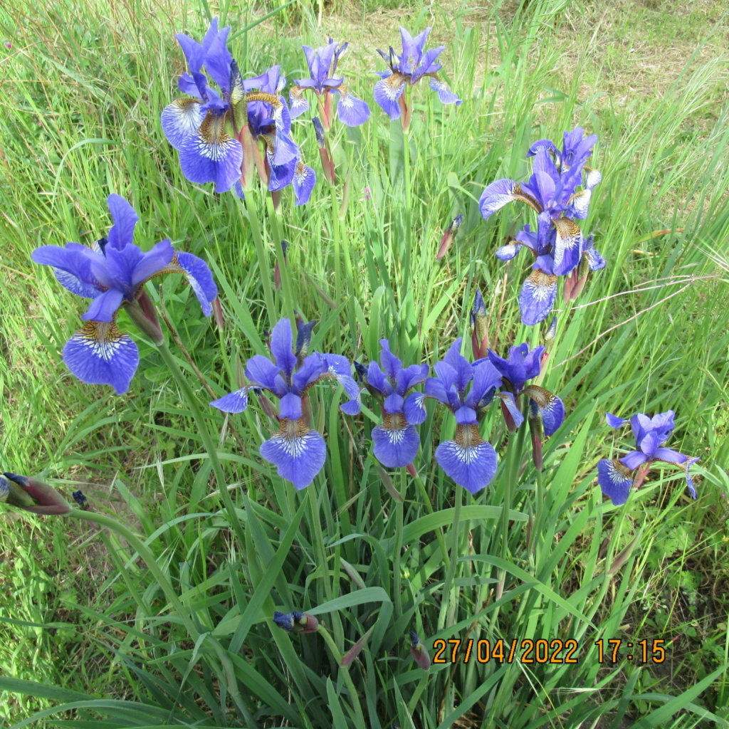 Floraison d'iris de 2017 ....... à 2022 - Page 3 Img_8125