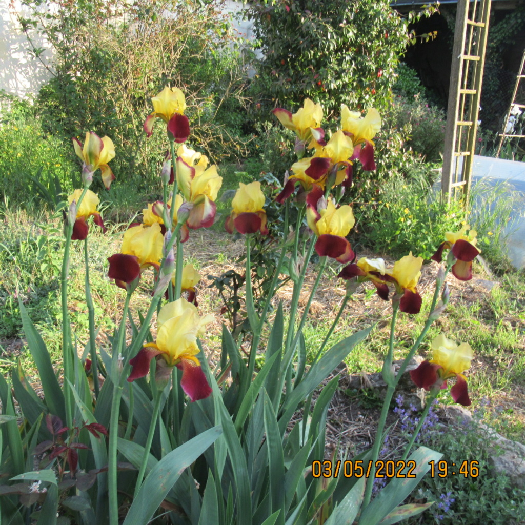 Floraison d'iris de 2017 ....... à 2022 - Page 5 Img_8224